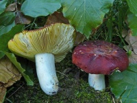image of mushrooms