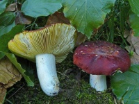 image of russula #33