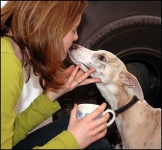 image of whippet #4