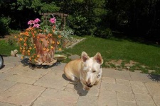 image of scottish_terrier #7