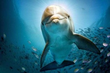 image of animal