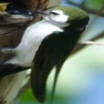 image of bird