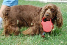 image of sussex_spaniel #27