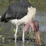 image of bird