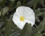 image of flower