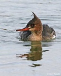 image of red_breasted_merganser