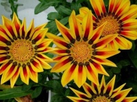 image of flower