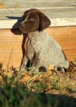 image of animal