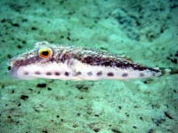 image of puffer
