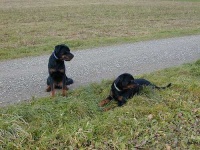image of rottweiler