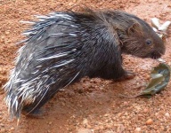 image of porcupine