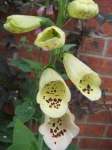 image of flower