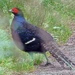 image of bird
