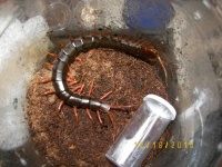 image of centipede #9