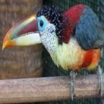 image of bird