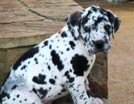 image of great_dane