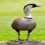 image of bird