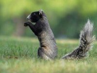image of animal