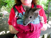 image of wallaby