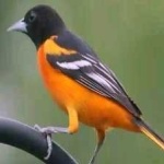 image of bird