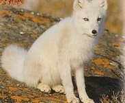 image of arctic_fox