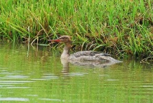 image of red_breasted_merganser