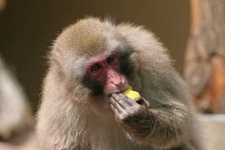 image of macaque