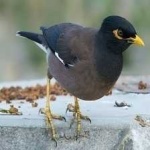image of bird