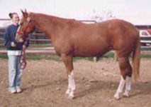image of sorrel