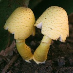 image of mushroom