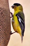 image of goldfinch