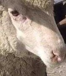image of animal