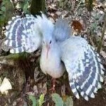 image of bird