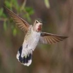 image of bird