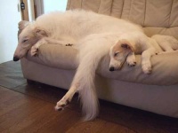 image of borzoi