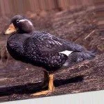 image of bird