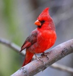image of cardinal