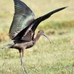 image of bird