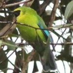 image of bird