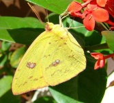 image of sulphur_butterfly #15