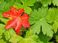 image of leaf