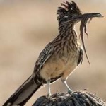 image of bird