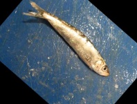 image of fish