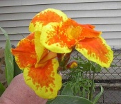 image of flower