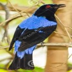 image of bird