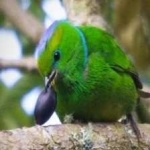 image of bird