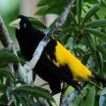 image of bird