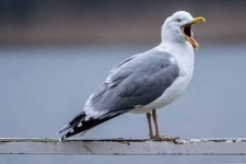 image of seagull
