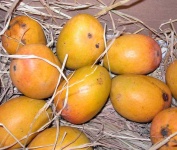 image of mango #20