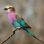 image of bird